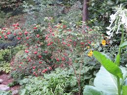 Attēlu rezultāti vaicājumam “Rosa villosa”