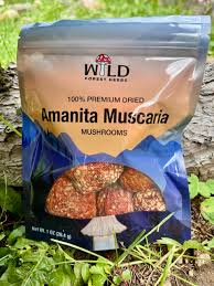 Attēlu rezultāti vaicājumam “Amanita muscaria”