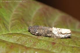 Attēlu rezultāti vaicājumam “Orthotaenia undulana”