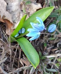 Attēlu rezultāti vaicājumam “Scilla siberica bud”