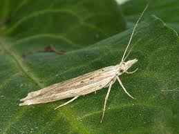 Attēlu rezultāti vaicājumam “Mucronella”