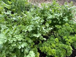 Image result for Koriander