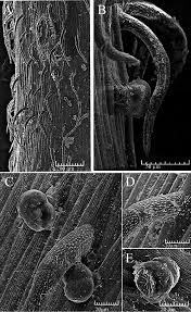 Image result for Euphrasia stricta