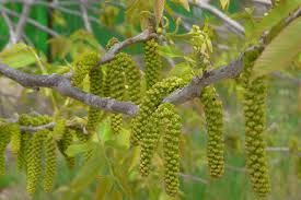 Attēlu rezultāti vaicājumam “Juglans”