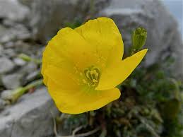 Image result for Alpenmohn