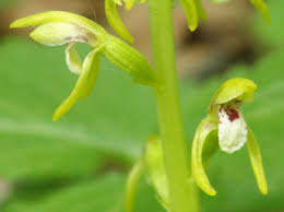 Attēlu rezultāti vaicājumam “Corallorhiza trifida”