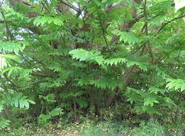 Attēlu rezultāti vaicājumam “Pterocarya fraxinifolia leaf”