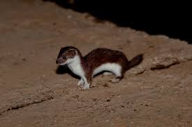 Attēlu rezultāti vaicājumam “Mustela nivalis”