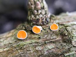 Attēlu rezultāti vaicājumam “Lachnellula willkommii”