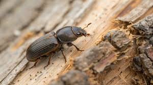 Attēlu rezultāti vaicājumam “Tenebrionidae”
