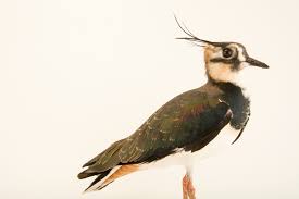 Attēlu rezultāti vaicājumam “Vanellus vanellus”