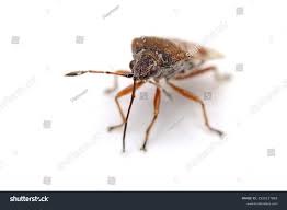 Attēlu rezultāti vaicājumam “Kleidocerys resedae”