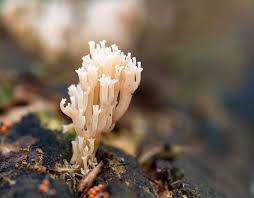 Attēlu rezultāti vaicājumam “Ramaria flava”