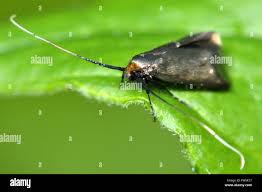 Attēlu rezultāti vaicājumam “Adelidae”