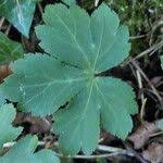 Attēlu rezultāti vaicājumam “Sanicula europaea leaf”