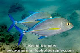 Image result for Caranx melampygus