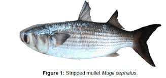 Image result for Mugil cephalus