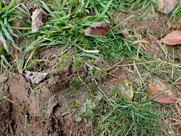 Attēlu rezultāti vaicājumam “Acaulon muticum sporophyte”