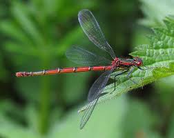 Attēlu rezultāti vaicājumam “Pyrrhosoma nymphula”