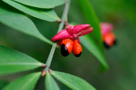 Attēlu rezultāti vaicājumam “Euonymus verrucosus”