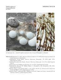 Attēlu rezultāti vaicājumam “Diderma chondrioderma spores”