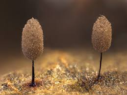 Attēlu rezultāti vaicājumam “Comatricha tenerrima”