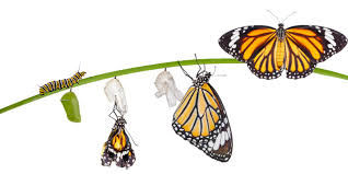 Image result for monarch caterpillar