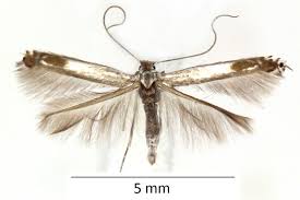 Attēlu rezultāti vaicājumam “Lyonetia clerkella”