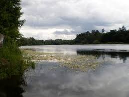 Attēlu rezultāti vaicājumam “Batrachium circinatum flower”