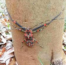 Attēlu rezultāti vaicājumam “Cerambycidae”
