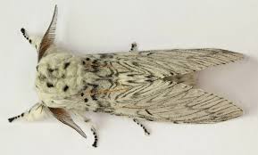 Attēlu rezultāti vaicājumam “Cerura vinula imago”