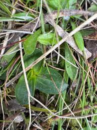 Attēlu rezultāti vaicājumam “Centaurium erythraea leaf”