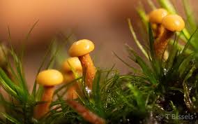 Attēlu rezultāti vaicājumam “Diderma tigrinum young”