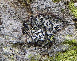 Attēlu rezultāti vaicājumam “Arthonia leucopellaea”