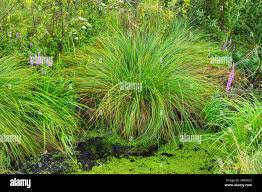 Attēlu rezultāti vaicājumam “Carex paniculata”