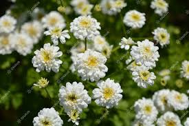 Image result for Tanacetum parthenium 'Tetraweiss'