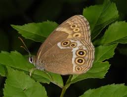 Attēlu rezultāti vaicājumam “Lopinga achine underside”