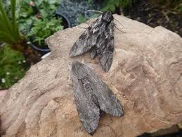 Attēlu rezultāti vaicājumam “Agrius convolvuli”