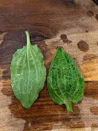 Attēlu rezultāti vaicājumam “Plantago major leaf”