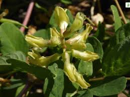 Attēlu rezultāti vaicājumam “Astragalus glycyphyllos fruit”