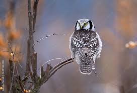 Image result for Surnia ulula