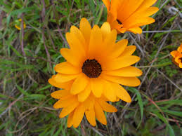 Image result for Dimorphotheca sinuata