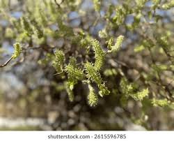 Attēlu rezultāti vaicājumam “Salix caprea male flower”