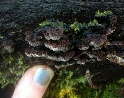 Attēlu rezultāti vaicājumam “Gloiodon strigosus”