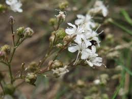 Attēlu rezultāti vaicājumam “Gypsophila fastigiata flower”