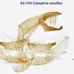 Attēlu rezultāti vaicājumam “Catoptria verellus”