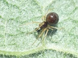 Attēlu rezultāti vaicājumam “Neottiura bimaculata”