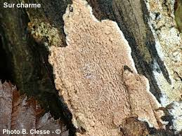 Attēlu rezultāti vaicājumam “Phlebia rufa”