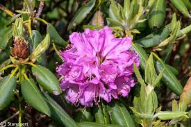 Attēlu rezultāti vaicājumam “Rhododendron catawbiense flower”