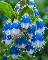 Attēlu rezultāti vaicājumam “Campanula patula fruit”